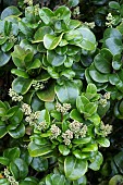 LONICERA JAPONICUM ROTUNDIFOLIUM