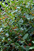 LONICERA INVOLUCRATA