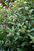 LONICERA INVOLUCRATA