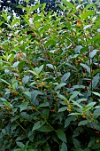 LONICERA INVOLUCRATA
