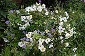 ROSE KEW GARDENS AND GERANIUM PLANTING COMBINATION