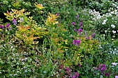 MIXED BORDER OF PERENNIALS & SHRUBS