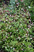 GILLENIA TRIFOLIATA AGM