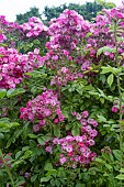 ROSA MOSCHATA SIBELIUS