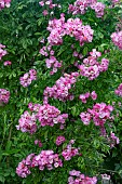 ROSA THE GARLAND
