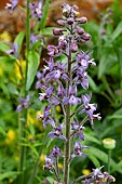 DELPHINIUM STEPHISAGRIA
