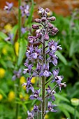DELPHINIUM STEPHISAGRIA