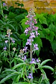 DELPHINIUM STEPHISAGRIA