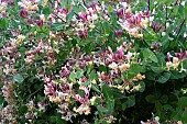 LONICERA PERICLYMENUM
