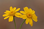 CHRYSANTHEMUM SEGETUM