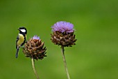 GREAT TIT PERCHED ON A CYNARA CARDUNCULUS