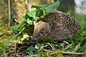 HEDGEHOG ERINACEUS EUROPAEUS