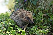 HEDGEHOG ERINACEUS EUROPAEUS