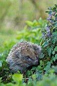 HEDGEHOG ERINACEUS EUROPAEUS