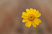 CHRYSANTHEMUM SEGETUM