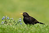 BLACKBIRD ON GARDEN LAWN