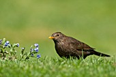 BLACKBIRD ON GARDEN LAWN