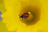 SEVEN SPOT LADYBIRD ON NARCISSUS