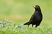 BLACKBIRD FEEDING ON GARDEN LAWN