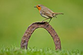 ROBIN PERCHED ON A HORSE SHOE