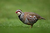 RED LEGGED PARTRIDGE ALECTORIS RUFA ON A GARDEN LAWN