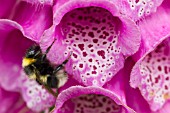 BUFF TAILED BUMBLEBEE, BOMBUS TERRESTRIS ON DIGITALIS PURPUREA