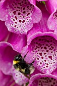 BUFF TAILED BUMBLEBEE, BOMBUS TERRESTRIS ON DIGITALIS PURPUREA