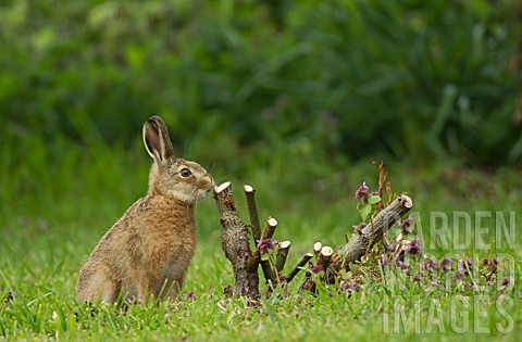 BROWN_HARE_LEVERET_BY_A_PRUNED_ROSE_BUSH