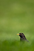 BLACKBIRD ON GARDEN LAWN