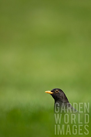 BLACKBIRD_ON_GARDEN_LAWN