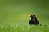 BLACKBIRD ON GARDEN LAWN