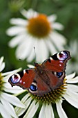 PEACOCK BUTTERFLYFEEDING ON ECHINACEA