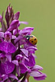 SEVEN SPOT LADYBIRD ON DACTYLORHIZA PRAETERMISSA