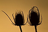 TEASEL DIPSACUS FULLONUM SEEDHEADS AT SUNSET