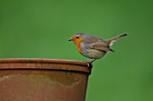 ROBIN PERCHED ON A PLANT POT