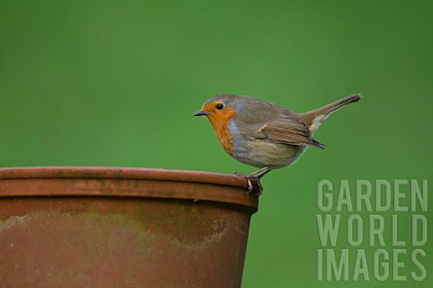 ROBIN_PERCHED_ON_A_PLANT_POT