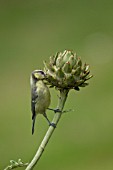 BLUE TIT PERCHED ON A CYNARA CARDUNCULUS