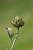 BLUE TIT PERCHED ON A CYNARA CARDUNCULUS