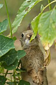 RABBIT FEEDING ON HELIANTHUS ANNUUS