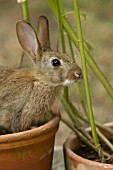 RABBIT IN A GARDEN PLANT POT