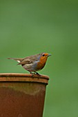 ROBIN ON PLANT POT