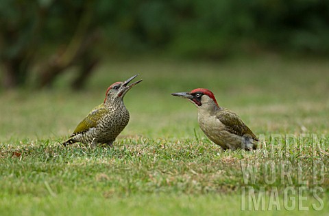 GREEN_WOODPECKER_ADULT_AND_JUVENILE_ON_A_GARDEN_LAWN
