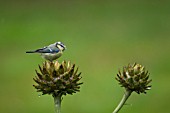 BLUE TIT PERCHED ON A CYNARA CARDUNCULUS