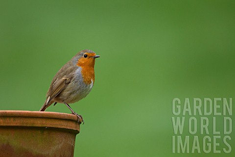 ROBIN_PERCHED_ON_PLANT_POT