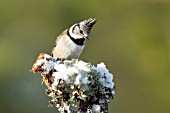 CRESTED TIT PERCHED ON A PINE TREE BRANCH