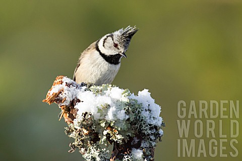 CRESTED_TIT_PERCHED_ON_A_PINE_TREE_BRANCH