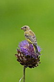 GREENFINCH CARDUELIS CHLORIS, PERCHED ON CYNARA CARDUNCULUS