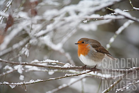 ROBIN_PERCHED_IN_SNOW_COVERED_TREE_BRANCHES