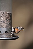 BRAMBLING FEEDING AT A BIRD FEEDER