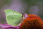 BRIMSTONE BUTTERFLY GONEPTERYX RHAMNI, FEEDING ON A ECHINACEA PURPUREA